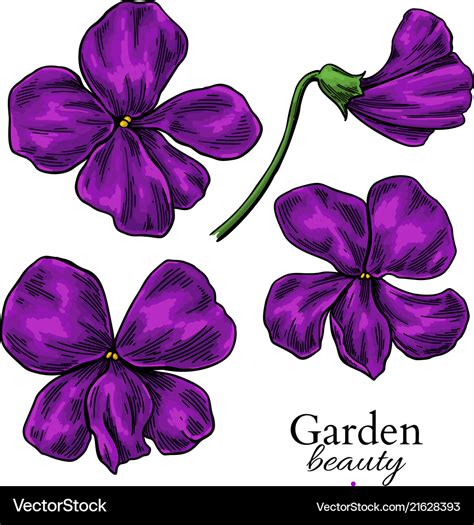 violet drawing|realistic violet flower drawing.